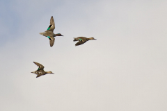 Green winged teal in flight_shutterstock