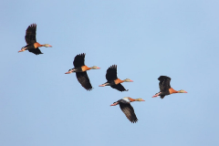 group-of-black-belly-whisting-ducks-in-flght-min