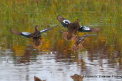 Blue-winged-teal_inflight-min