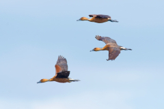 3-fulvous-whistling-ducks-in-flight-min