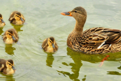 Hen-mallard-with-ducklings-min