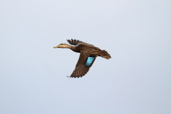 Mottled-Duck-in-flight-min