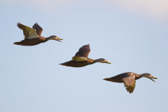 Mottled-Ducks-in-flight_shutterstock-min