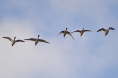 group-on-pintails-in-flight-min