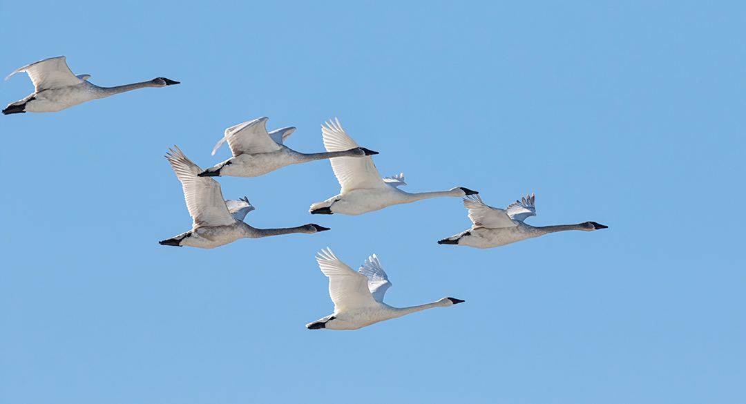 trumpeter swans in flight