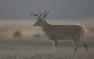 deer rut