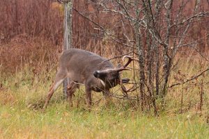 whitetail deer in rut