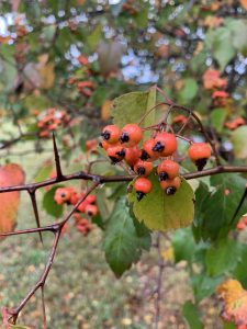 hawthorn fruit