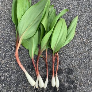 wild-picked-fresh-leeks