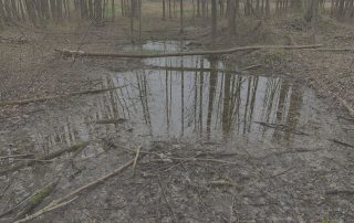 is-a-vernal-pool-considered-a-wetland