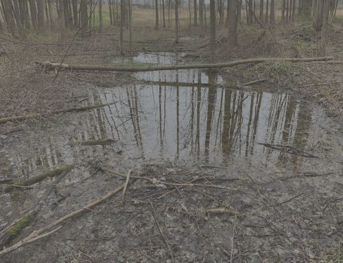 Is a Vernal Pool Considered a Wetland?